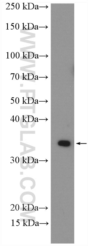 Western Blot (WB) analysis of L02 cells using VASH2 Polyclonal antibody (13303-1-AP)