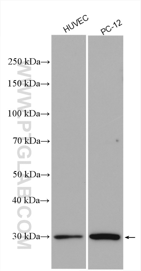 Western Blot (WB) analysis of various lysates using VASH2 Polyclonal antibody (13303-1-AP)