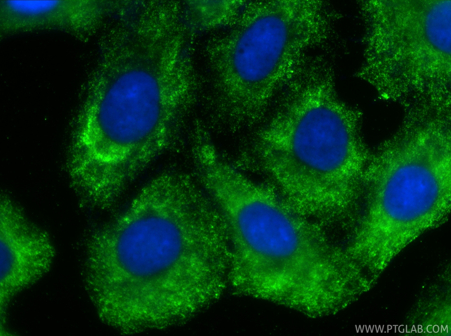 Immunofluorescence (IF) / fluorescent staining of A549 cells using VASH2 Monoclonal antibody (67753-1-Ig)