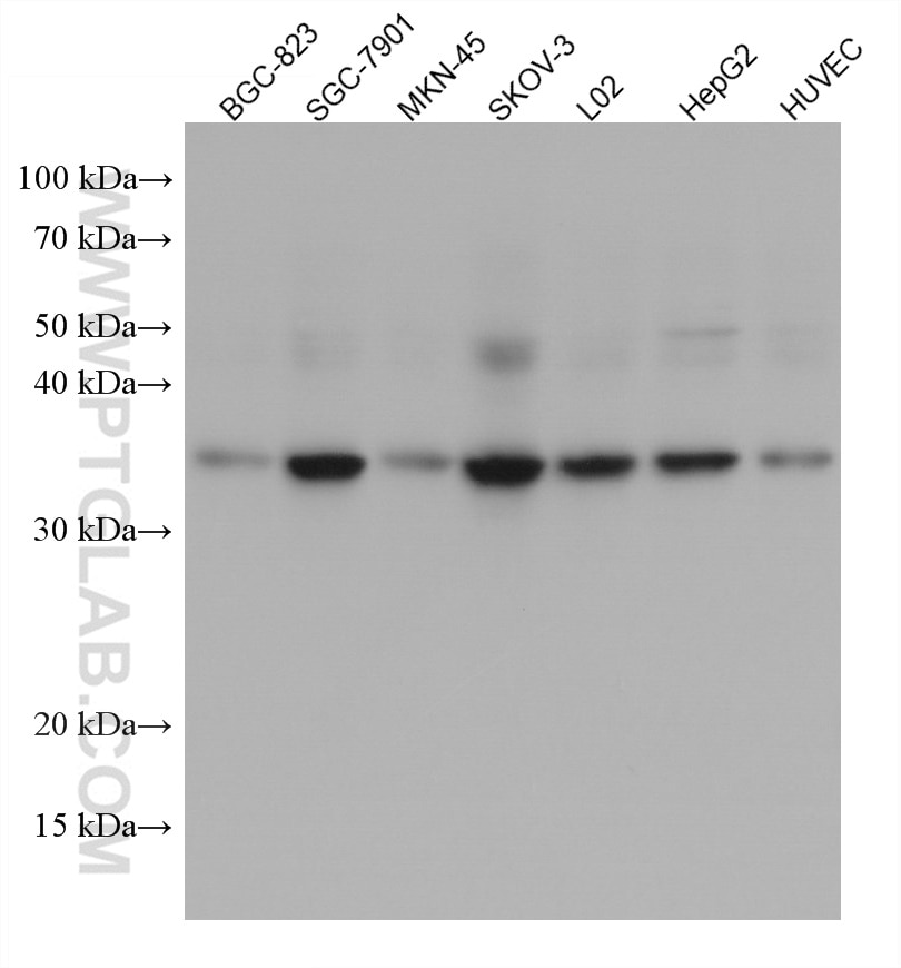 Western Blot (WB) analysis of various lysates using VASH2 Monoclonal antibody (67753-1-Ig)