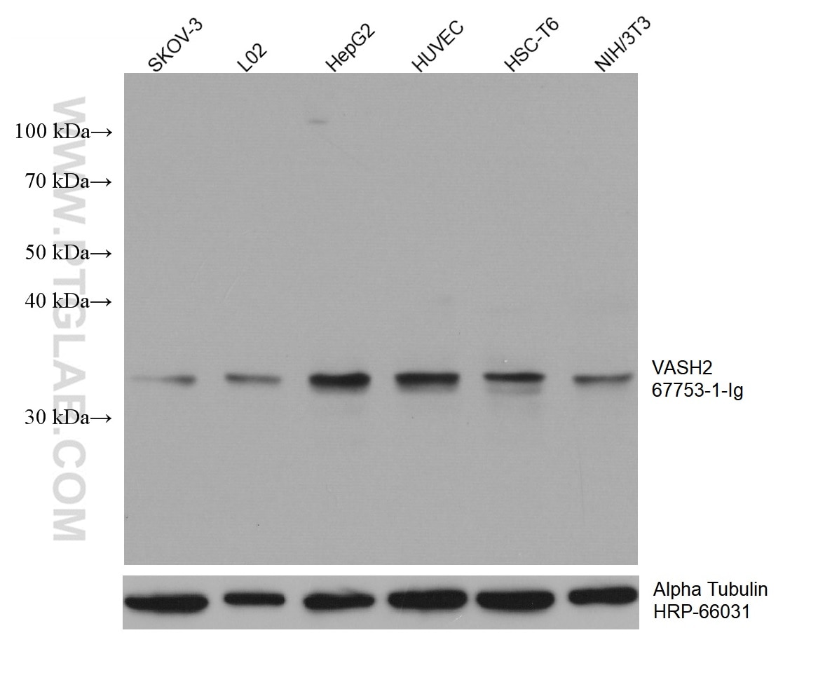 Western Blot (WB) analysis of various lysates using VASH2 Monoclonal antibody (67753-1-Ig)