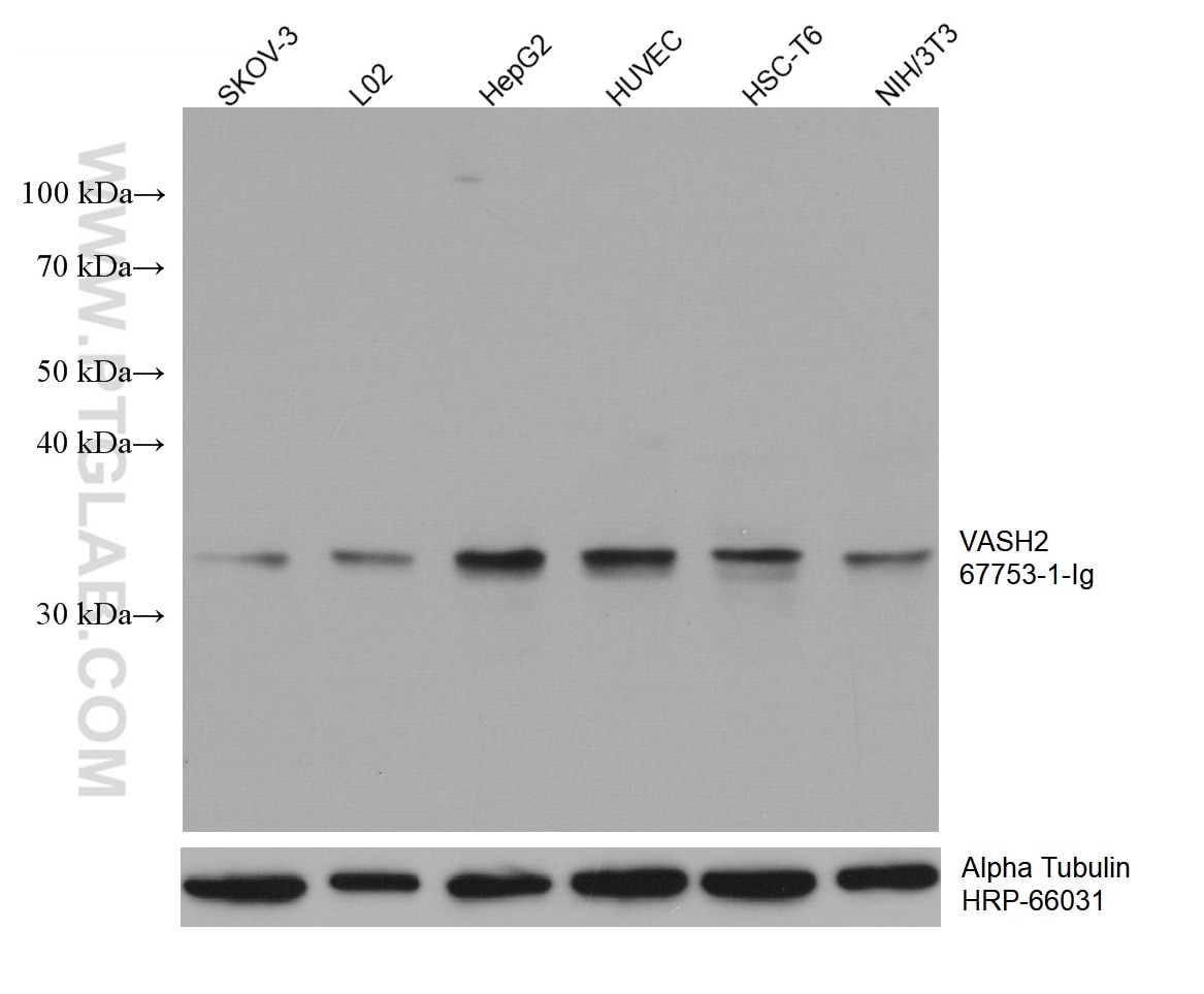 WB analysis using 67753-1-Ig