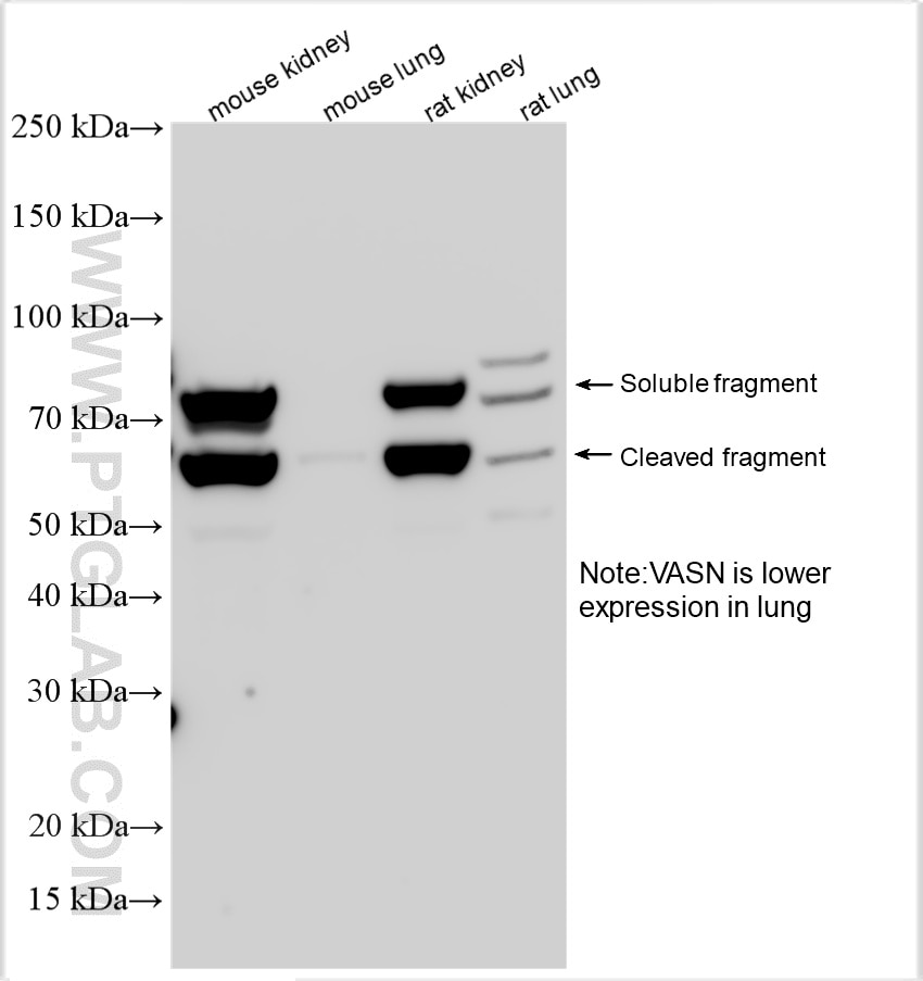 WB analysis using 17714-1-AP Western Blot (WB) analysis of various lysates using VASN Polyclonal antibody (17714-1-AP)