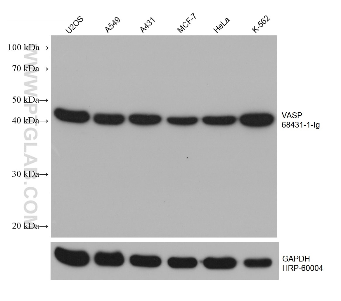 Western Blot (WB) analysis of various lysates using VASP Monoclonal antibody (68431-1-Ig)