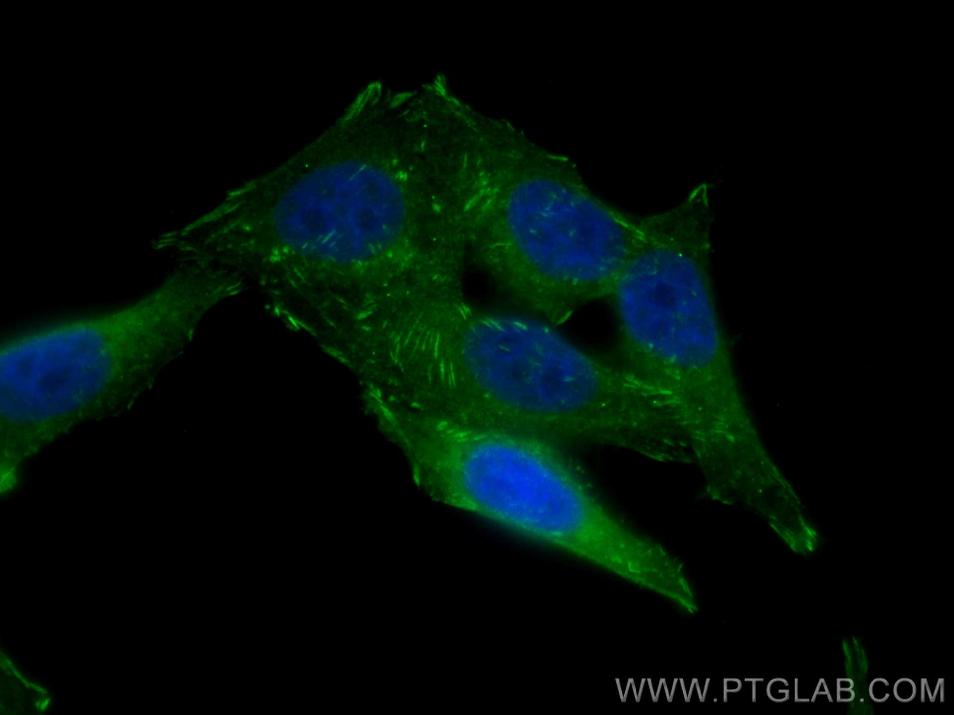 IF Staining of HepG2 using CL488-13472
