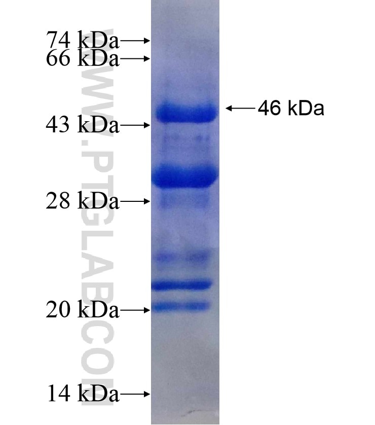 VASP fusion protein Ag17679 SDS-PAGE