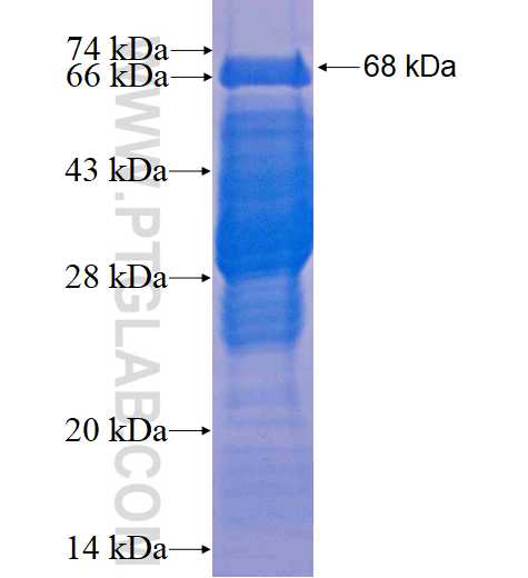 VASP fusion protein Ag4266 SDS-PAGE