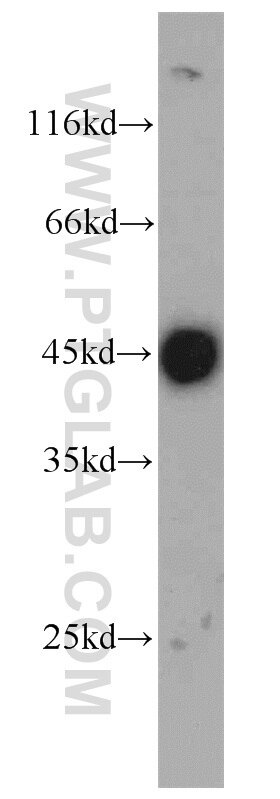 Western Blot (WB) analysis of C6 cells using VAT1 Polyclonal antibody (22016-1-AP)