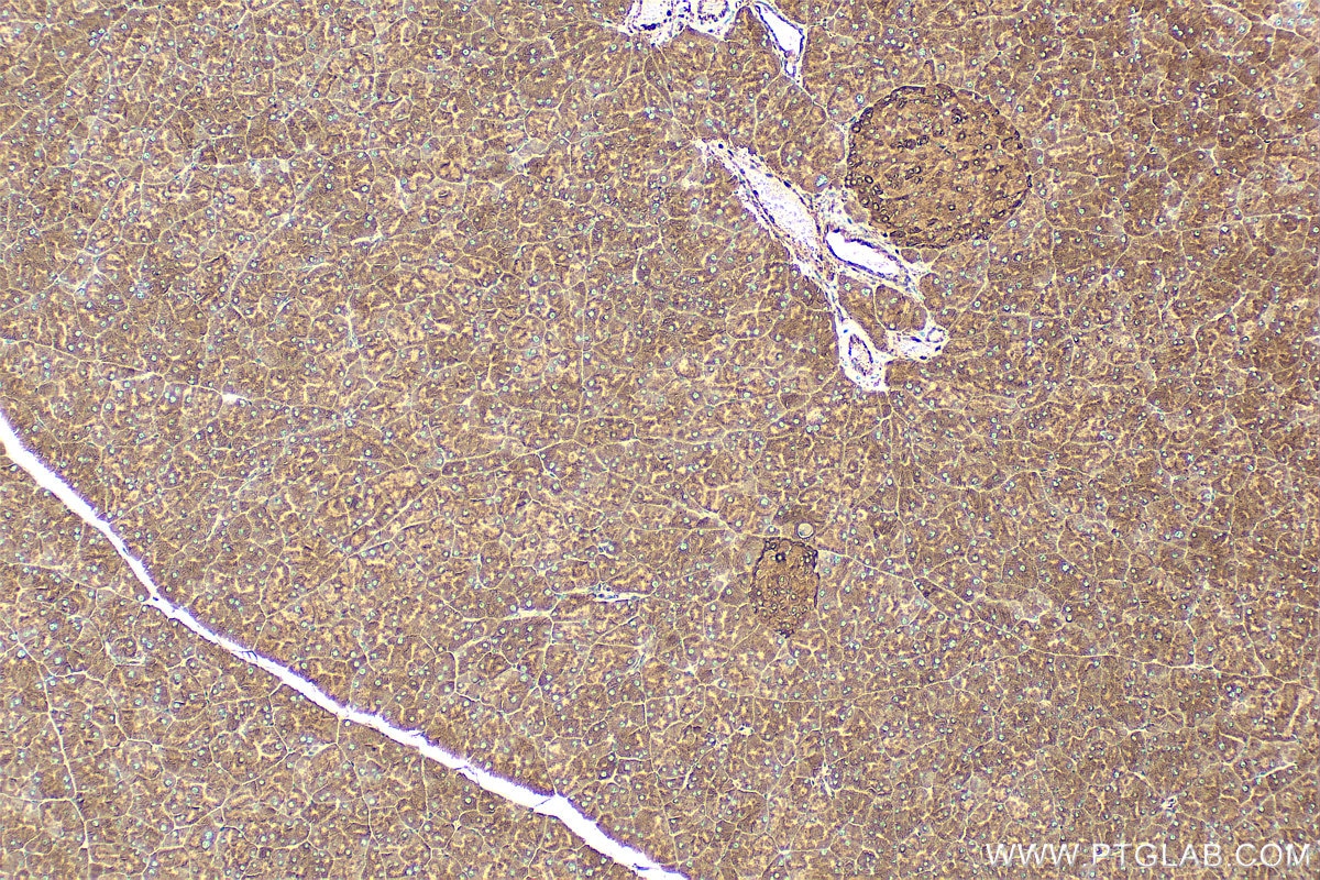 Immunohistochemistry (IHC) staining of mouse pancreas tissue using VAT1 Monoclonal antibody (67474-1-Ig)