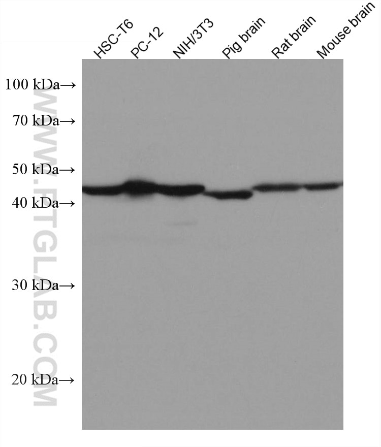 Western Blot (WB) analysis of various lysates using VAT1 Monoclonal antibody (67474-1-Ig)