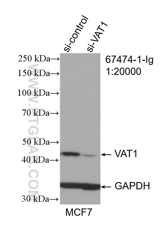 Western Blot (WB) analysis of HepG2 cells using VAT1 Monoclonal antibody (67474-1-Ig)