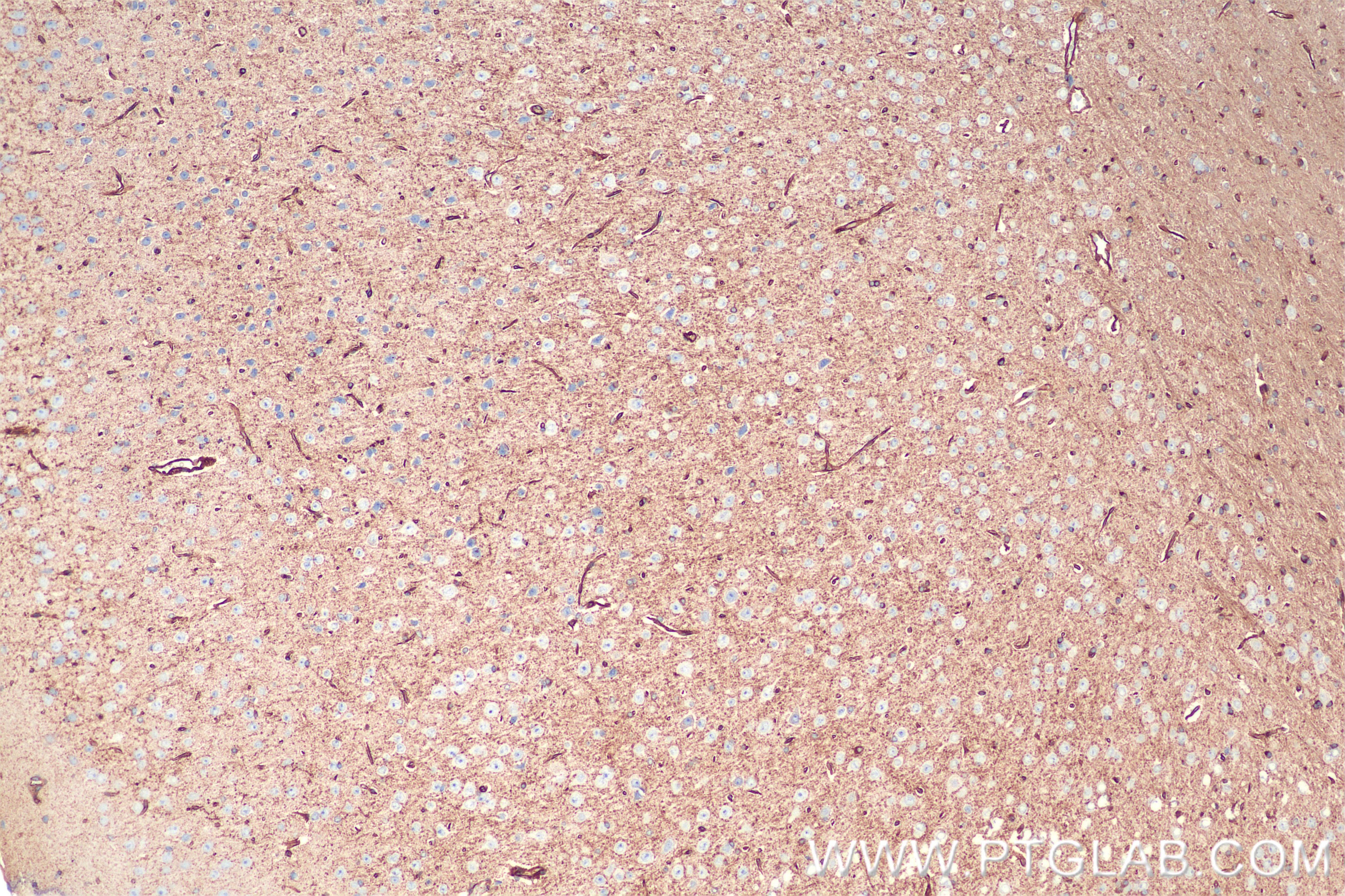 Immunohistochemistry (IHC) staining of mouse brain tissue using VAT1 Recombinant monoclonal antibody (86847-1-RR)