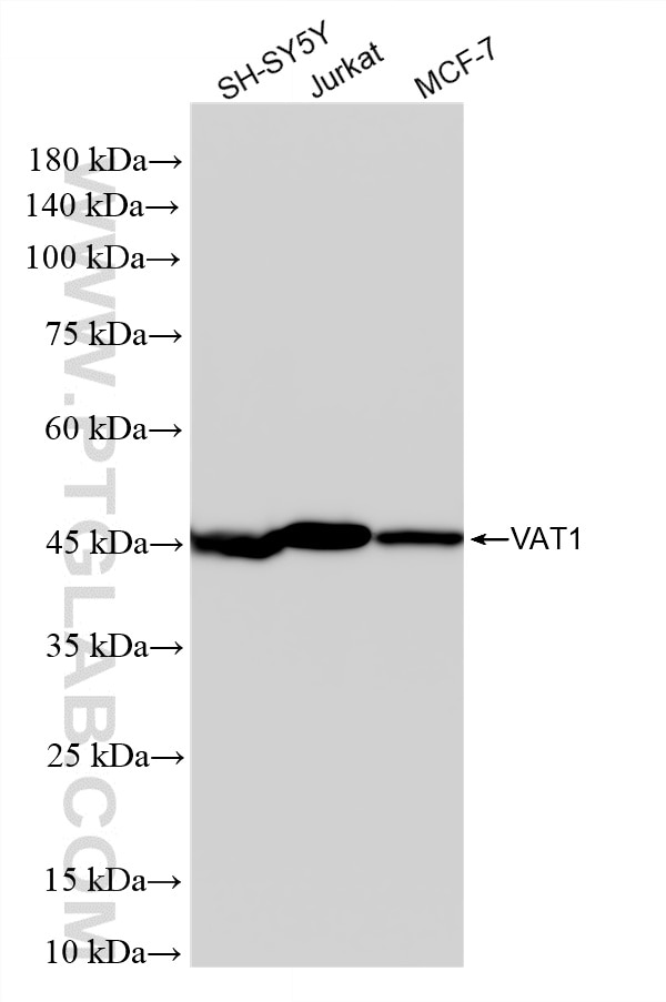 Western Blot (WB) analysis of various lysates using VAT1 Recombinant monoclonal antibody (86847-1-RR)