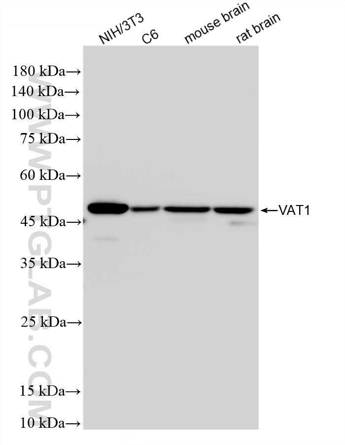 Western Blot (WB) analysis of various lysates using VAT1 Recombinant monoclonal antibody (86847-1-RR)
