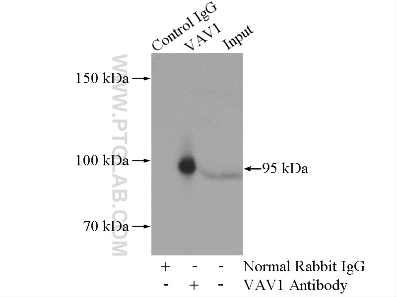 Immunoprecipitation (IP) experiment of K-562 cells using VAV1 Polyclonal antibody (16364-1-AP)