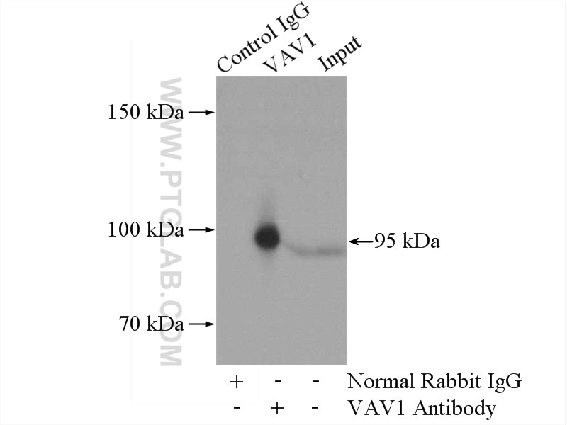 IP experiment of K-562 using 16364-1-AP