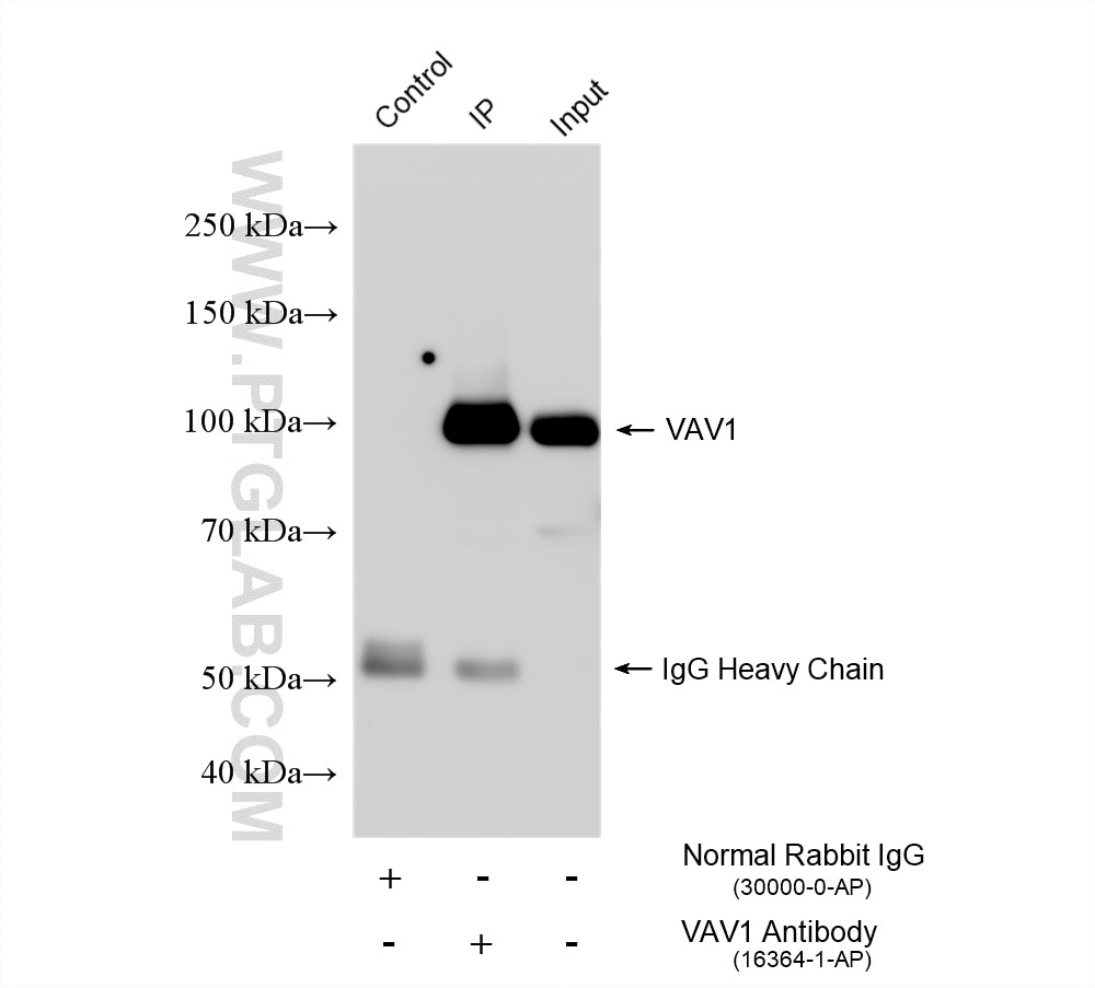 IP result of anti-VAV1 (IP:16364-1-AP, 4ug; Detection:16364-1-AP 1:3000) with Jurkat cells lysate 1080 ug. Immunoprecipitation (IP) experiment of Jurkat cells using VAV1 Polyclonal antibody (16364-1-AP)