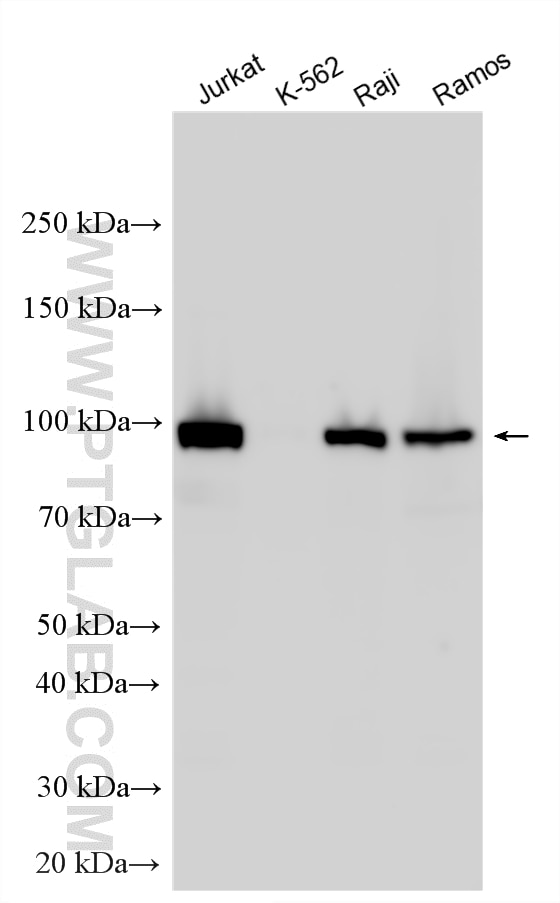Various lysates were subjected to SDS PAGE followed by western blot with 16364-1-AP (VAV1 antibody) at dilution of 1:4000 incubated at room temperature for 1.5 hours. Western Blot (WB) analysis of various lysates using VAV1 Polyclonal antibody (16364-1-AP)