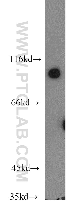 WB analysis of HL-60 using 16364-1-AP