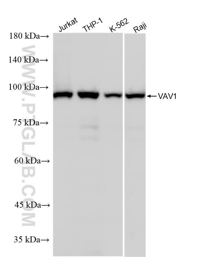 Western Blot (WB) analysis of various lysates using VAV1 Recombinant monoclonal antibody (86933-2-RR)