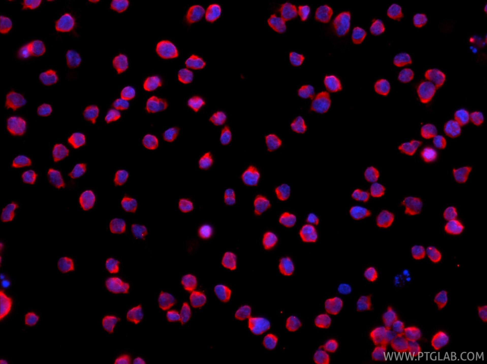 Immunofluorescence (IF) / fluorescent staining of Jurkat cells using CoraLite®594-conjugated VAV1 Recombinant monoclona (CL594-86933-2)