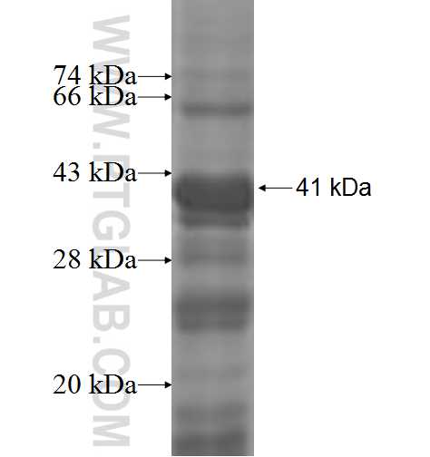 VAV1 fusion protein Ag9049 SDS-PAGE