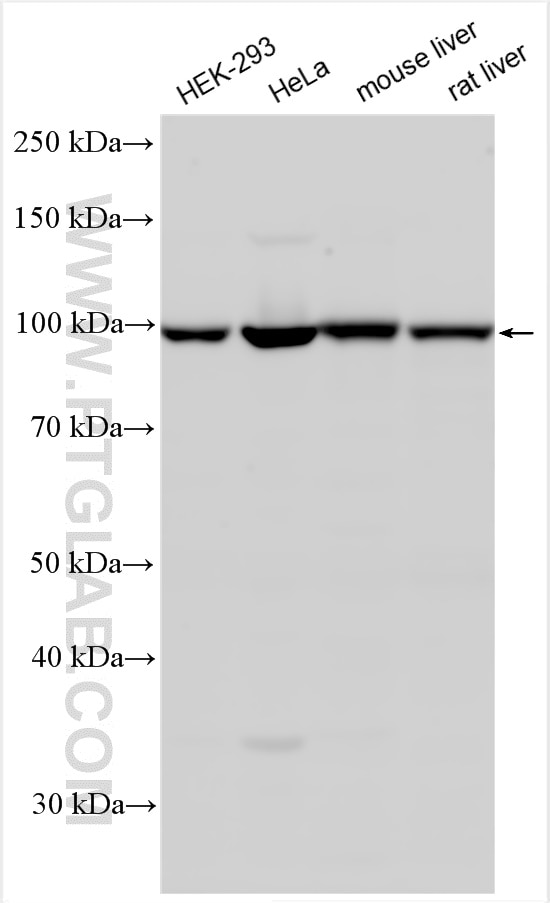 Western Blot (WB) analysis of various lysates using VAV2 Polyclonal antibody (21924-1-AP)