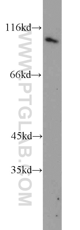 Western Blot (WB) analysis of NIH/3T3 cells using VAV2 Polyclonal antibody (21924-1-AP)