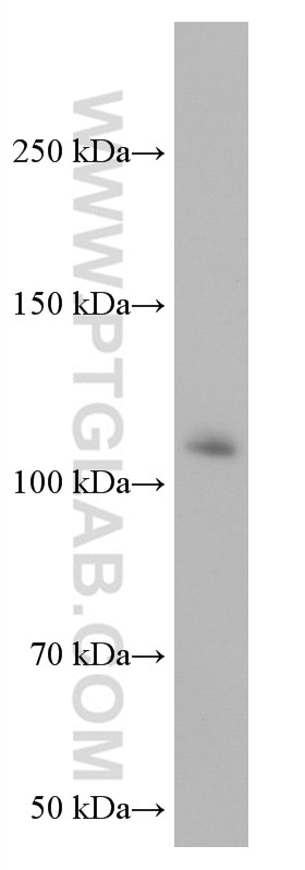 Western Blot (WB) analysis of HEK-293 cells using VAV2 Monoclonal antibody (67108-1-Ig)