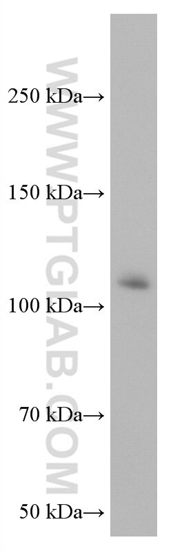 Western Blot (WB) analysis of HEK-293 cells using VAV2 Monoclonal antibody (67108-1-Ig)