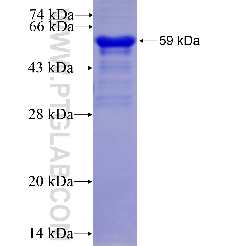 VAV2 fusion protein Ag16458 SDS-PAGE