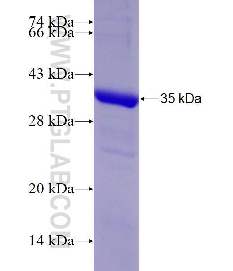 VAV2 fusion protein Ag17988 SDS-PAGE