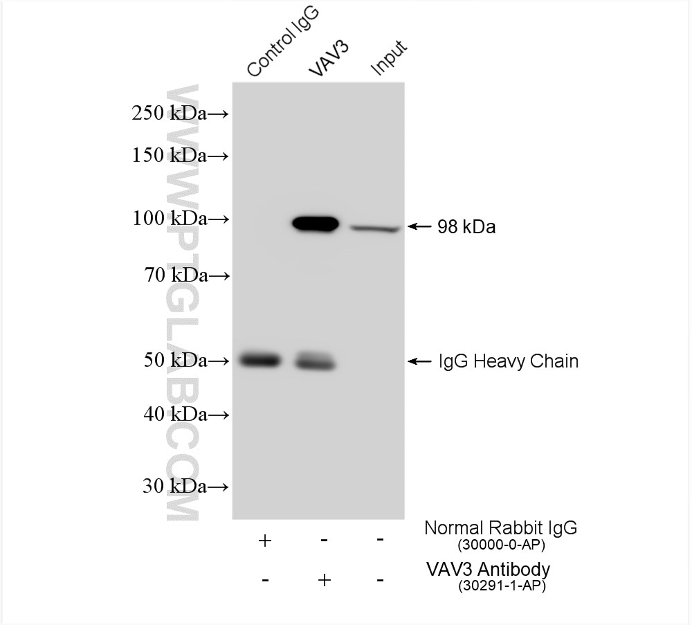 Immunoprecipitation (IP) experiment of Jurkat cells using VAV3 Polyclonal antibody (30291-1-AP)