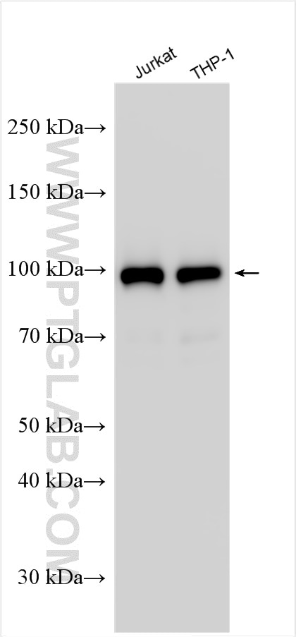 Western Blot (WB) analysis of various lysates using VAV3 Polyclonal antibody (30291-1-AP)