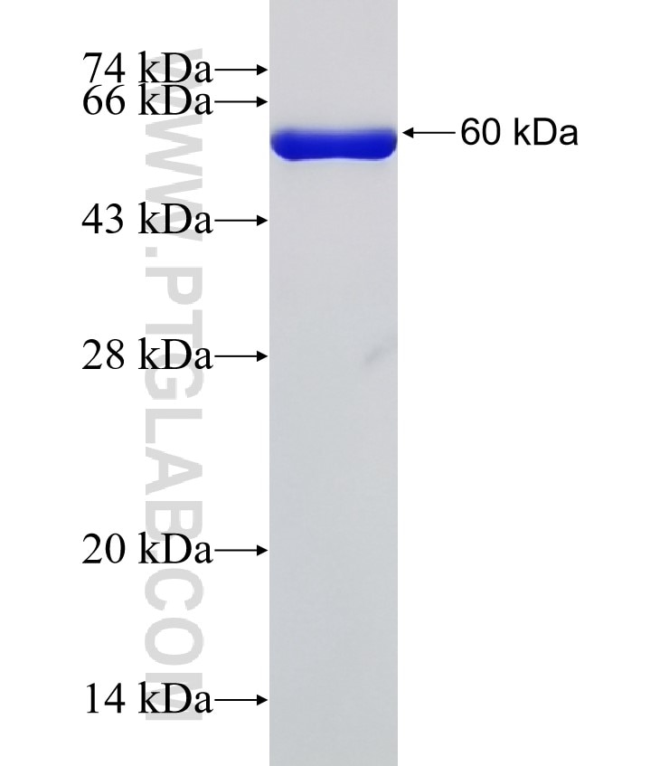 VAV3 fusion protein Ag33022 SDS-PAGE
