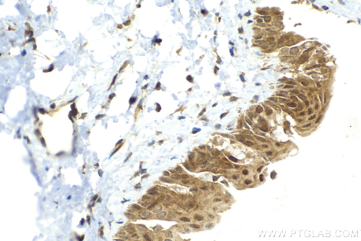 Immunohistochemistry (IHC) staining of rat eye tissue using VAX2 Polyclonal antibody (15773-1-AP)