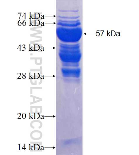VAX2 fusion protein Ag8439 SDS-PAGE