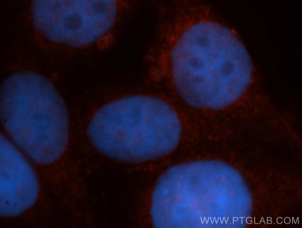 Immunofluorescence (IF) / fluorescent staining of HepG2 cells using VBP1 Polyclonal antibody (14345-1-AP)