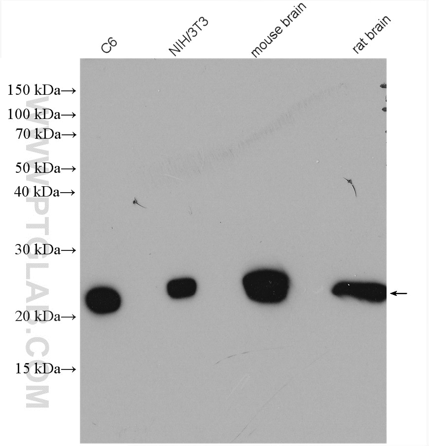 Western Blot (WB) analysis of various lysates using VBP1 Polyclonal antibody (14345-1-AP)
