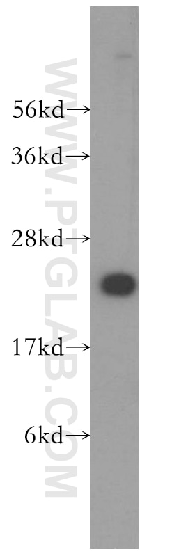 Western Blot (WB) analysis of K-562 cells using VBP1 Polyclonal antibody (14345-1-AP)
