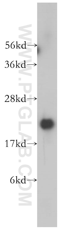 Western Blot (WB) analysis of HepG2 cells using VBP1 Polyclonal antibody (14345-1-AP)