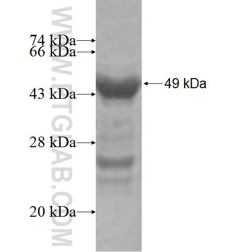 VBP1 fusion protein Ag5685 SDS-PAGE