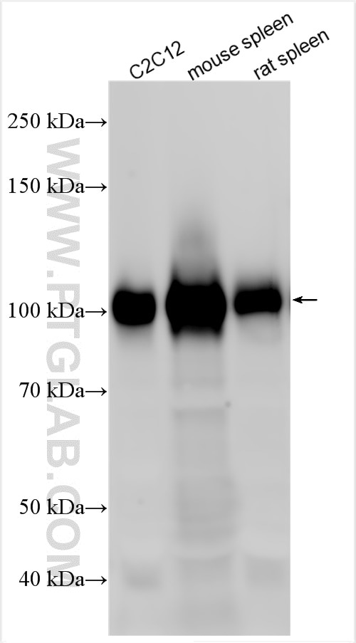 Western Blot (WB) analysis of various lysates using VCAM-1 Polyclonal antibody (30958-1-AP)