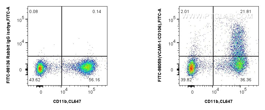 1x10^6 mouse bone marrow cells were surface stained with CoraLite® Plus 750 Anti-Mouse CD11b, and 0.25 ug FITC Anti-Mouse VCAM-1/CD106 Rabbit RecAb (FITC-98059, Clone: 240597C2) or FITC Rabbit IgG Isotype Control RecAb (FITC-98136, Clone: 240953C9). Cells were not fixed. Flow cytometry (FC) experiment of mouse bone marrow cells using FITC Plus Anti-Mouse VCAM-1/CD106 Rabbit Recombina (FITC-98059)