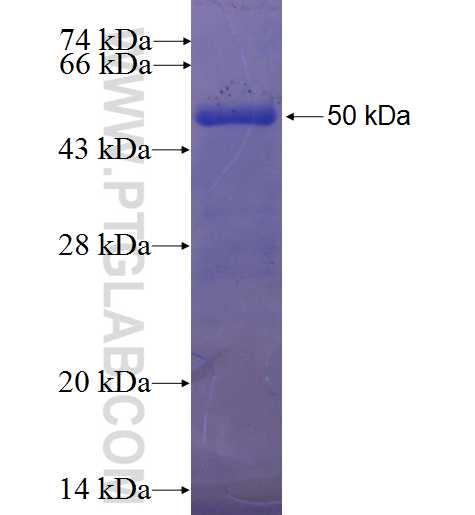 VCAM-1 fusion protein Ag24697 SDS-PAGE