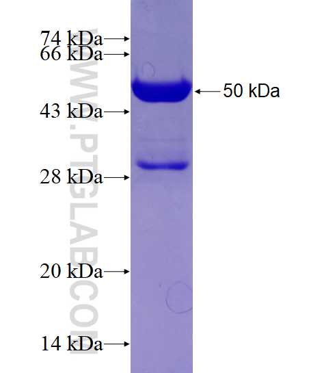 Vinculin fusion protein Ag3705 SDS-PAGE