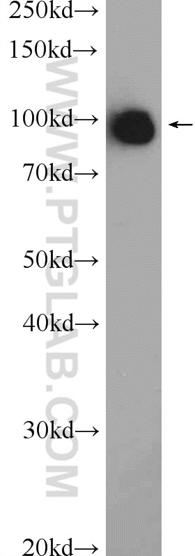 Western Blot (WB) analysis of mouse lung tissue using VCP Polyclonal antibody (10736-1-AP)