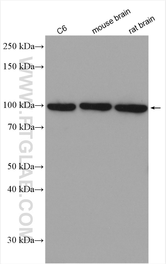 Western Blot (WB) analysis of various lysates using VCP Polyclonal antibody (10736-1-AP)