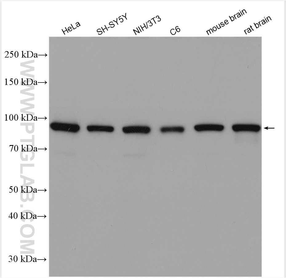Western Blot (WB) analysis of various lysates using VCP Polyclonal antibody (10736-1-AP)