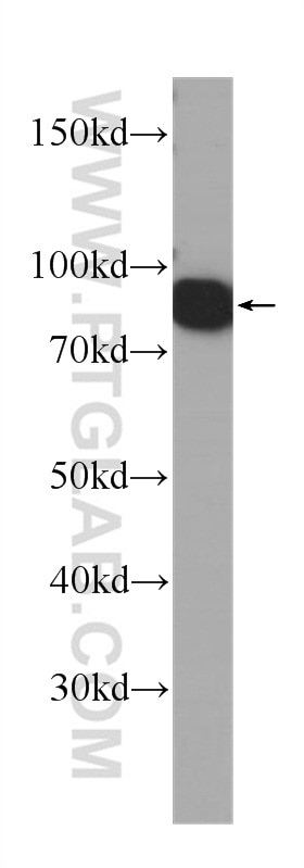 Western Blot (WB) analysis of RAW 264.7 cells using VCP Monoclonal antibody (60316-1-Ig)